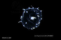 ME006 Z 0295 Clytia mccradyi - (Brooks, 1888).jpg