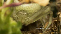 SM0284  Runcinia grammica.jpg