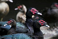 MASM05029 Cairina moschata var. domestica.jpg