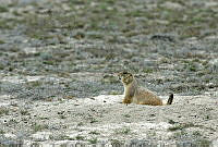 CNS0275 Cynomys mexicanus.jpg