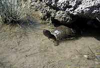 AB0225 Terrapene coahuila.jpg
