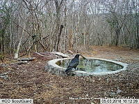 MAGB 0083 Corvus corax.JPG