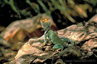 GC0022 Crotaphylus collaris.jpg