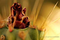 LECE01 Cactaceae.jpg