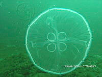 NE018 0120 Aurelia aurita.jpg