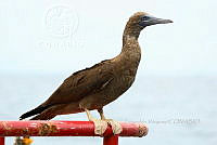 HJ6- 0055- Sula leucogaster.jpg