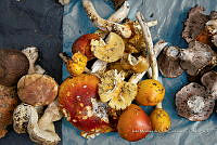 IMDOC Hong 0020 Venta de hongos.jpg