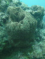 JAJ0487 Geodia neptuni.jpg