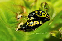 SM0587 Calligrapha signatipennis.jpg