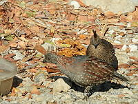 MCS IM0166 Callipepla douglasii ssp. vanderbilti.jpg