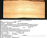 CMyFO 00969 Pinus patula.JPG