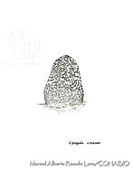 MARL0417 Lycogala conicum.jpg