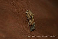 JCGM03049 Spodoptera sp..jpg