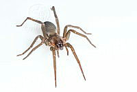 MASM07872 Zorocrates sp..jpg