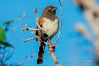 JRRO0539 Pipilo maculatus.jpg