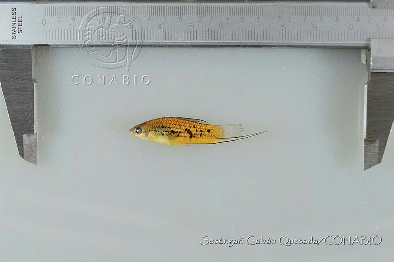 SGQ2518%20Xiphophorus%20nezahualcoyotl.jpg.rSfAgq 1MXndCwljQA3g0JtbmFja29CbnFuZ3NAbXJ6LGtwZwA. D3GTXM6FC