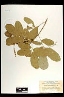 102004 Quercus chihuahuensis.jpg