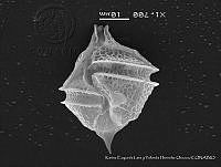 KELyYHO0013 Gonyaulax monacantha.JPG