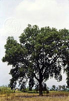 3921 Populus mexicana.jpg