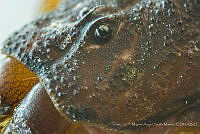 MASM07520 Centruroides noxius.jpg