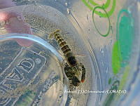 NBA0070 Alpheus lottini.JPG