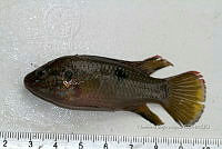 LI006 011 Pseudoxiphophorus bimaculatus.jpg