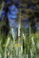RBB0319 Triticum aestivum.tif