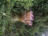 JF092 0072 Cirsium radians.jpg