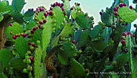 JNVN001 Opuntia ficus-indica.jpg