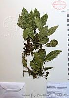 RBB0098 Casimiroa edulis.tif