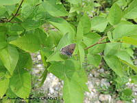 ADJ0321 Strymon istapa ssp. istapa.jpg