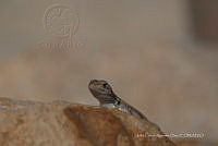 JCAD 020 Sceloporus cozumelae.jpg
