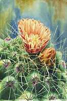 AR0011 Thelocactus leucacanthus.jpg