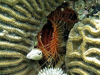 HPE013 Ctenoides scabra.jpg