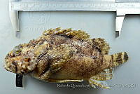 RQTG2308 Scorpaena mystes.jpg
