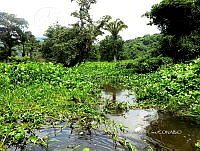 ME003 0064 Crocodylus moreletii.jpg