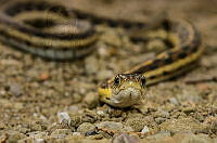 RFD01 Thamnophis sp..jpg
