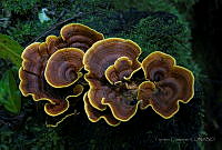 TC12 Stereum gausapatum.jpg