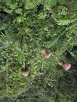 JF092 0073 Cirsium radians.jpg