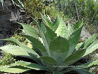PNQ 0009 Agave inaequidens.jpg