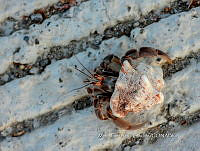 MCS IM0086 Coenobita compressus.jpg