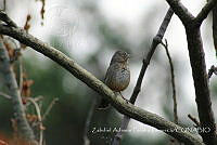 ZAPF0178 Melozone fusca.jpg