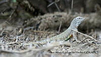 AAKVDH 0374 Callisaurus draconoides.JPG