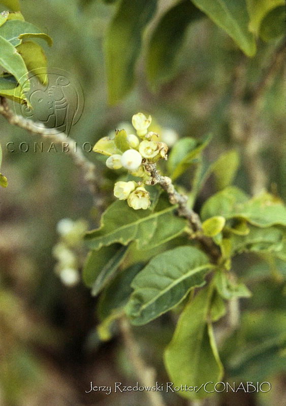 395%20Cestrum%20dumetorum.jpg.nyelpJX0MbEtG3VhQA3g0JtbmFja29CbnFuZ3NAbXJ6LGtwZwA.1Hz gsR4mu