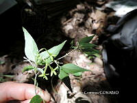 PCC007 Bouvardia multiflora.JPG