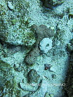 NE018 0802 Cerithium.jpg