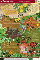 MIXTECO quelites.jpg