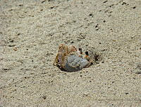 FRH01 Ocypodidae.jpg
