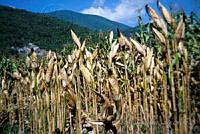 FGM0012 Zea mays.JPG
