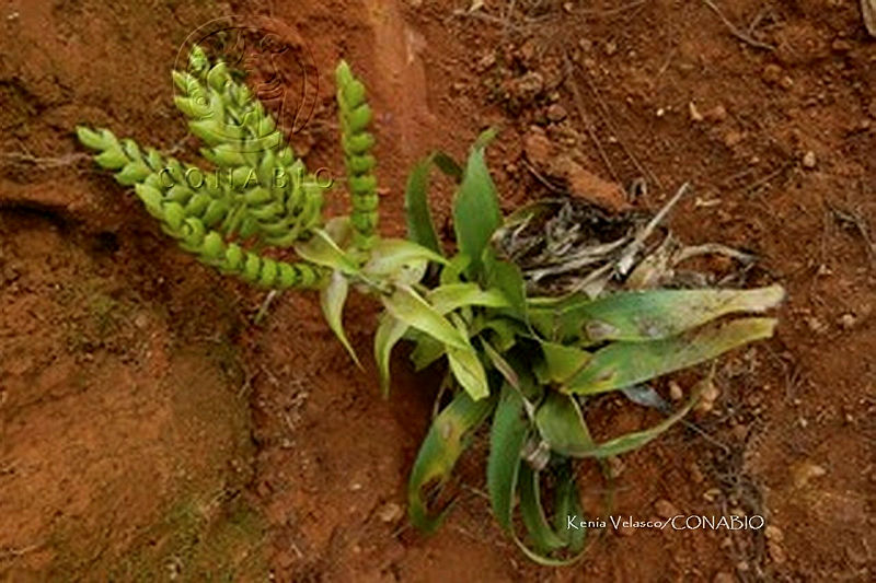 ME010%20KV%2002734%20Dendrobium%20merrillii.jpg.nyfI Nj MY0LJ21jQA3g0JtbmFja29CbnFuZ3NAbXJ6LGtwZwA. z4Vw2kSNY